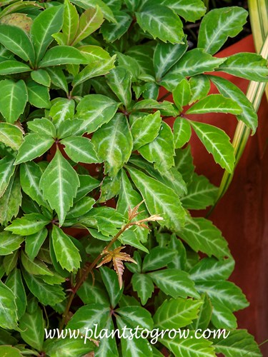 Silver Vein Creeper (Parthenocissus henryana) 
A close-up showing the white venation of the palmately compound, quinquefoliolate leaves.